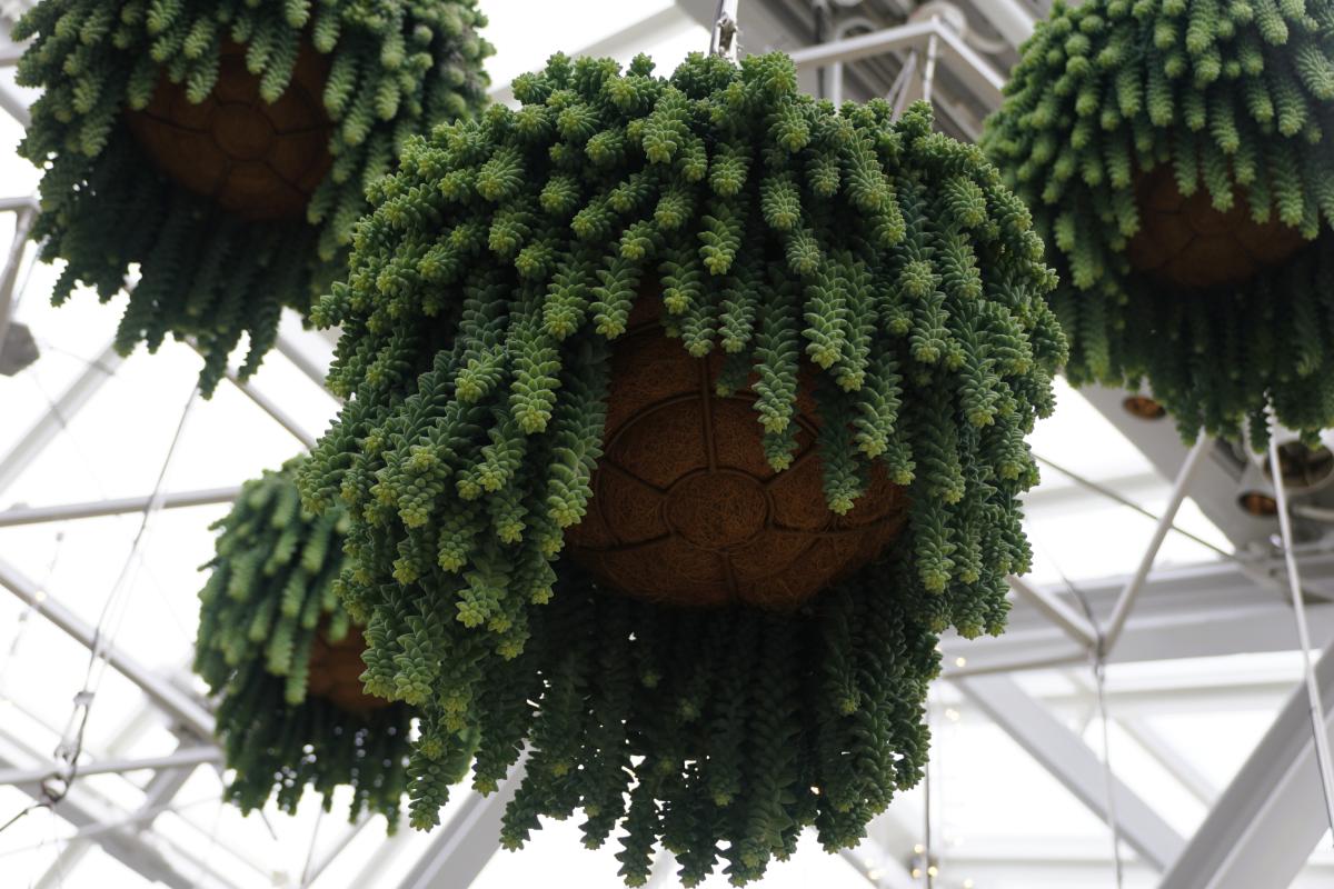 The suspended fatty plants
