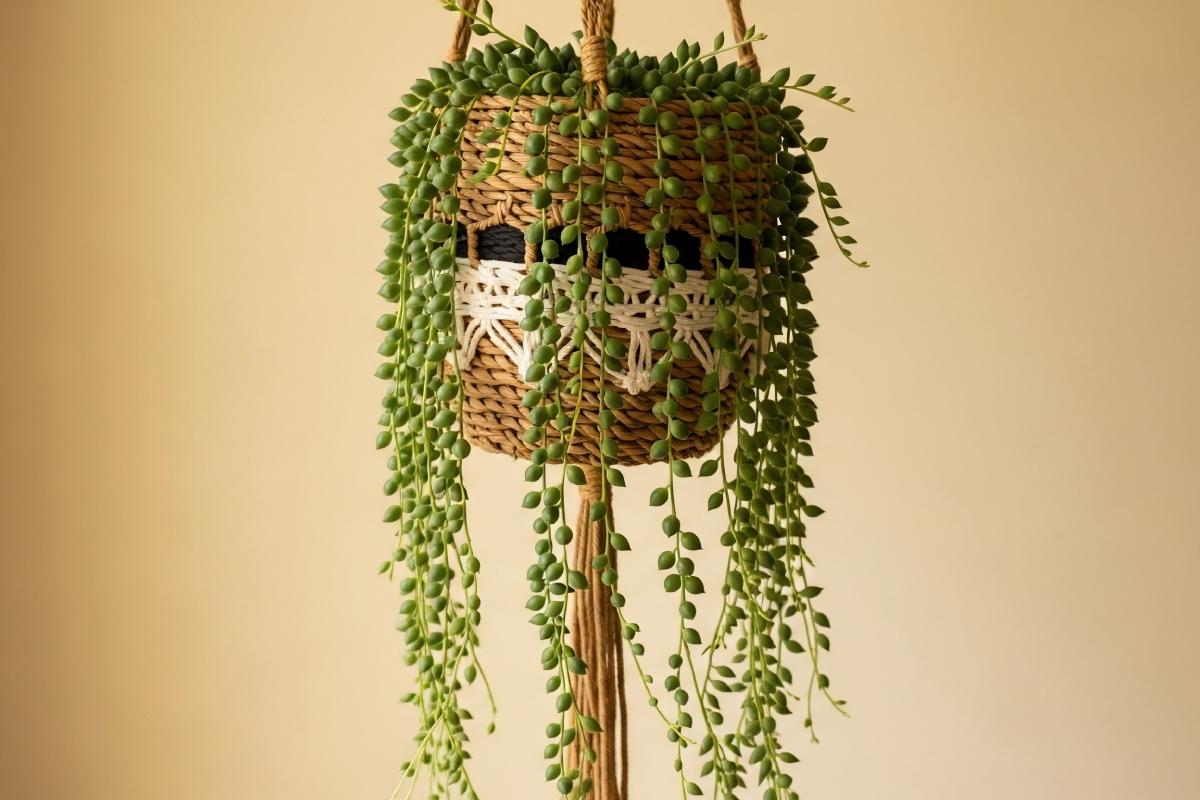 Fatty plants in suspended vases