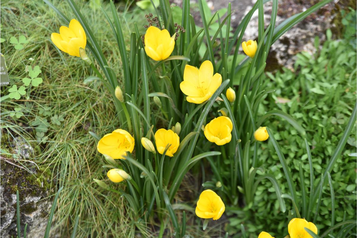 Bulbose to plant now to see them flourish in autumn