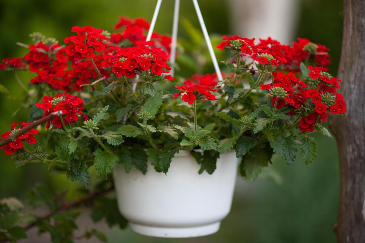 5 not very demanding plants in suspended vases