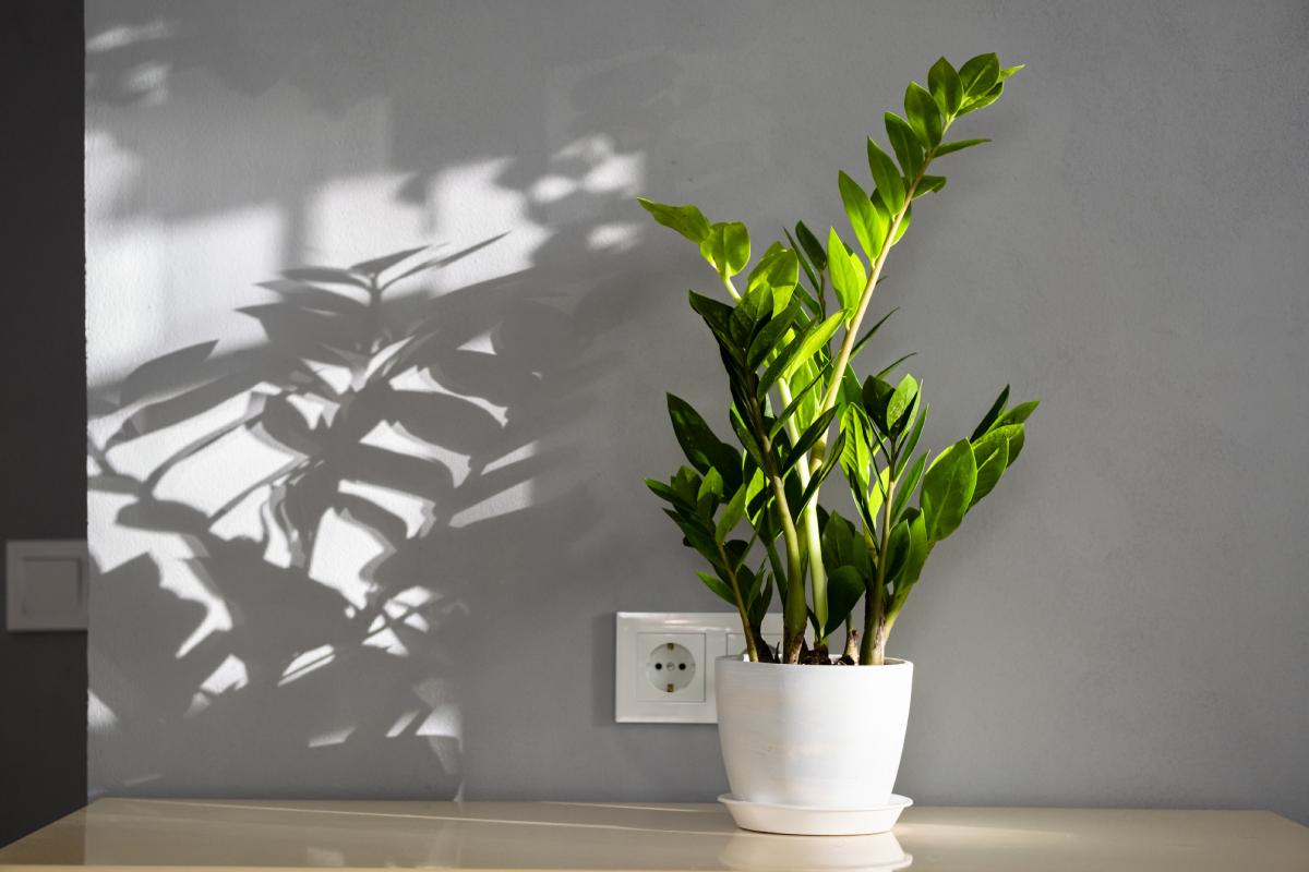 Dark entrance plants