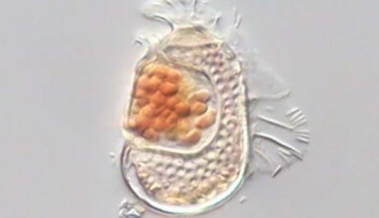 Cell… but viruses? Mysterious organism is not alive or dead