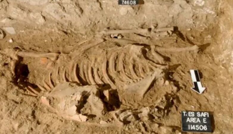 5000 -year -old sacrifice donkey found in Israel
