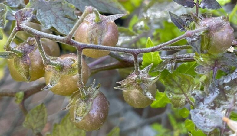 Tomatoes on the Galapagos Islands are strangely to evolve the opposite