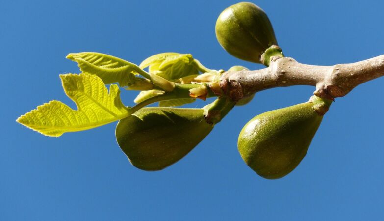Figueiras are not limited to absorbing CO2: they petrify it