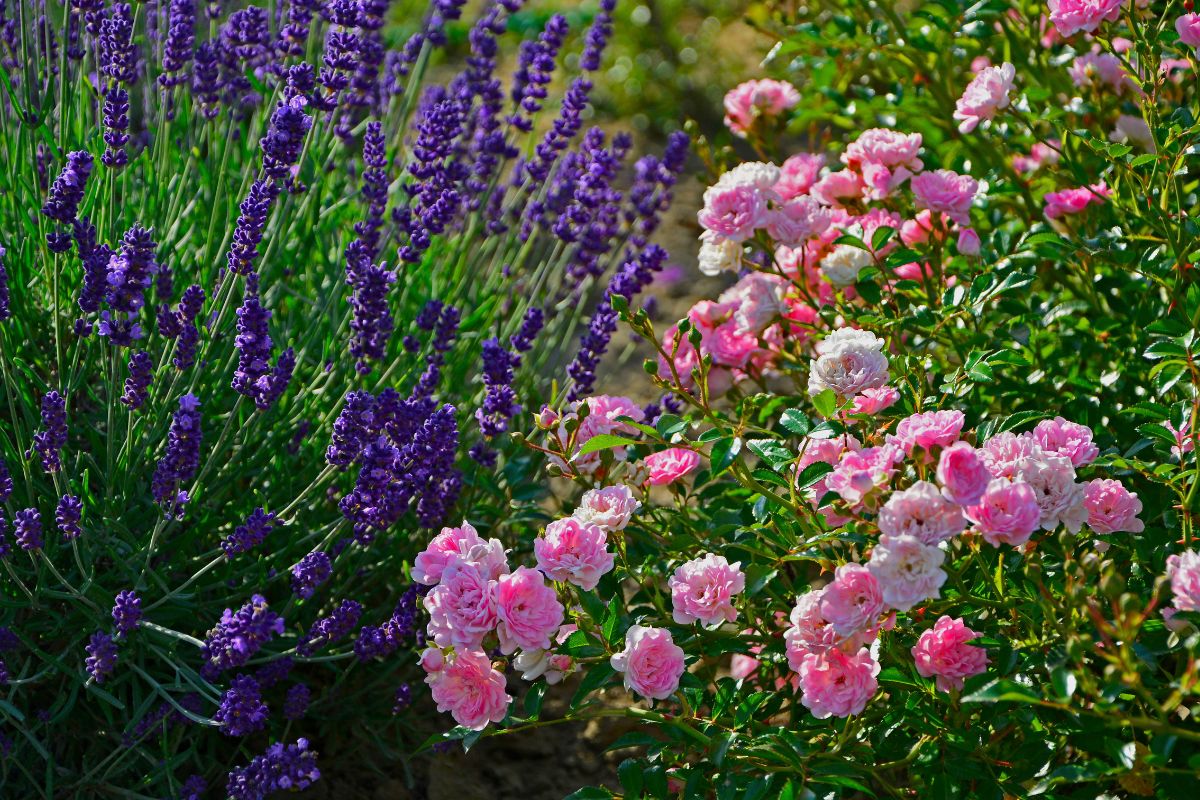 How to combine roses and lavender for a fragrant and scenic ejugal