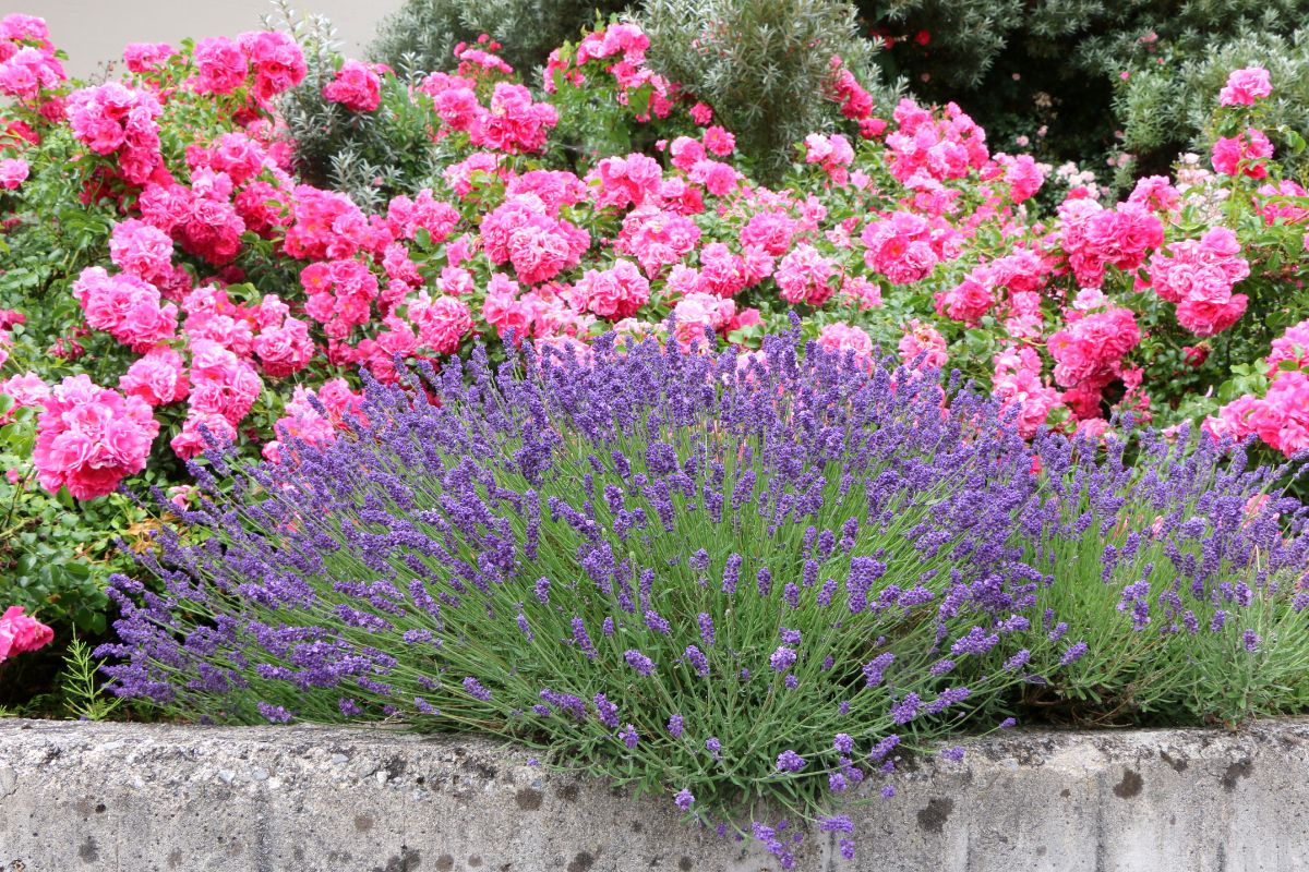 combine roses and lavender for a perfumed ledge