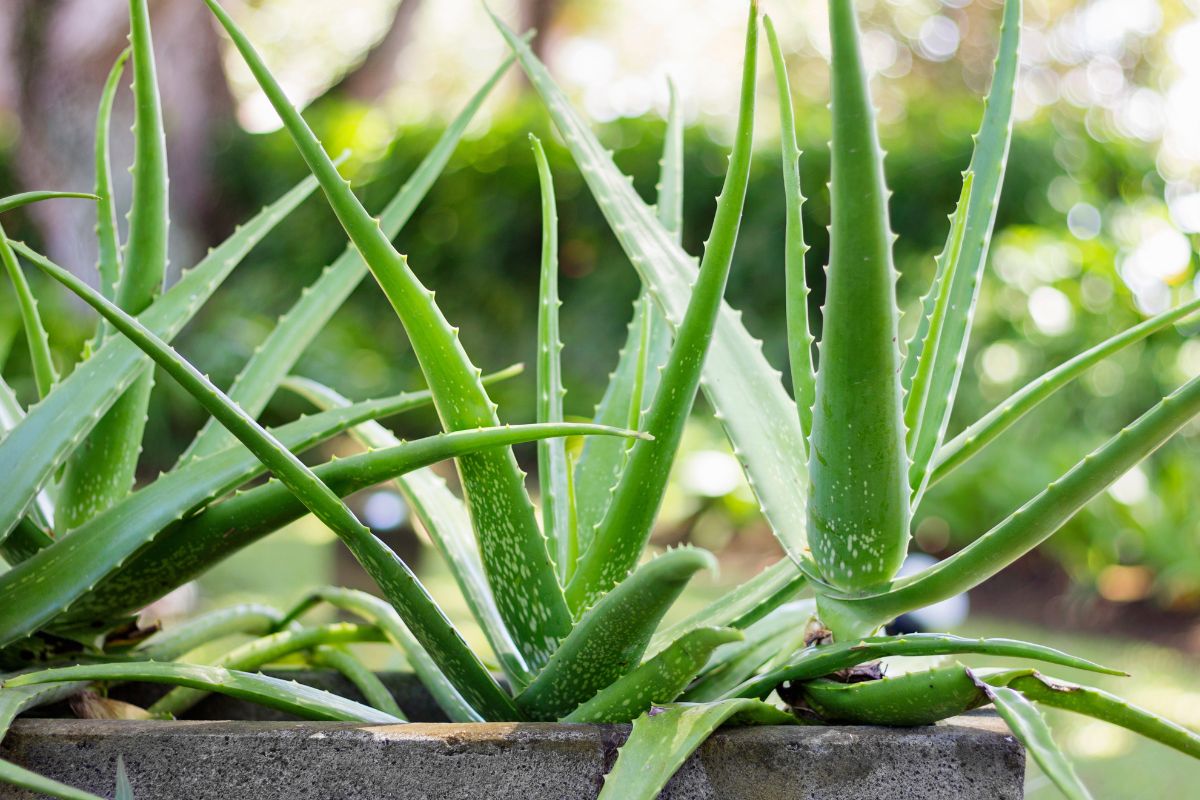 Night bath for Aloe stressed by the sun