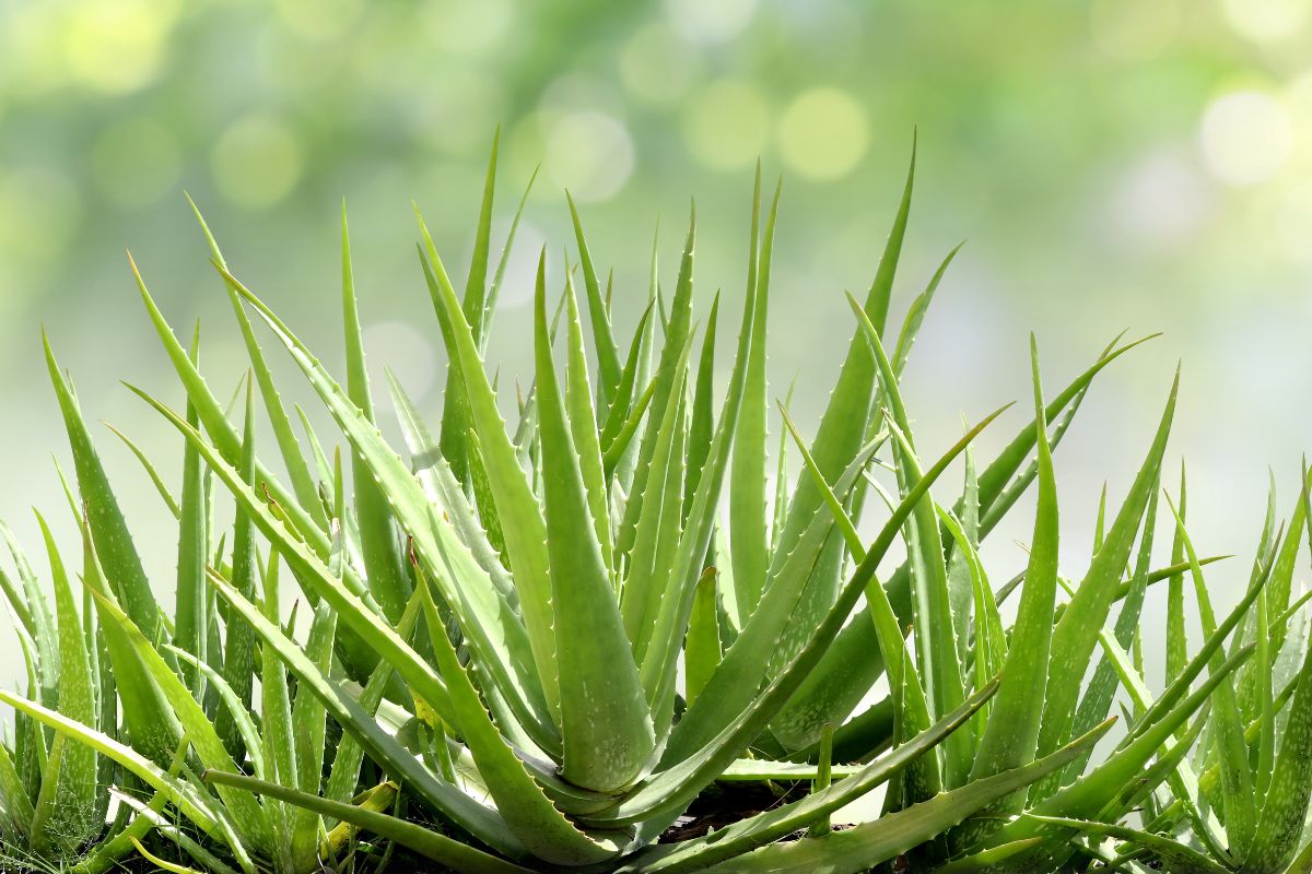 fatty interior plants that resist in the heat