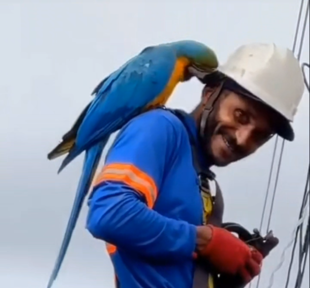 Macaw 'attacks' electrician on post and video viralizes on social networks