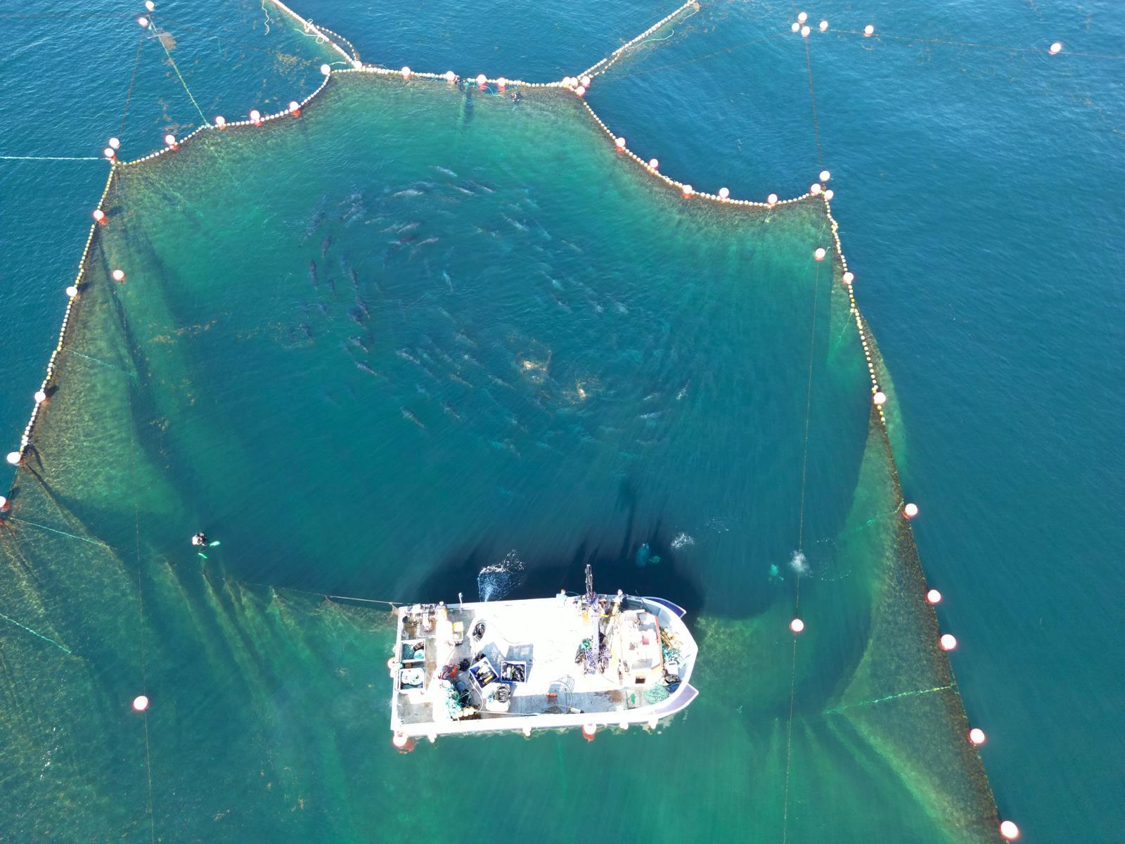 Tuna-Rabilho Target of clandestine fishing near the barrel frame