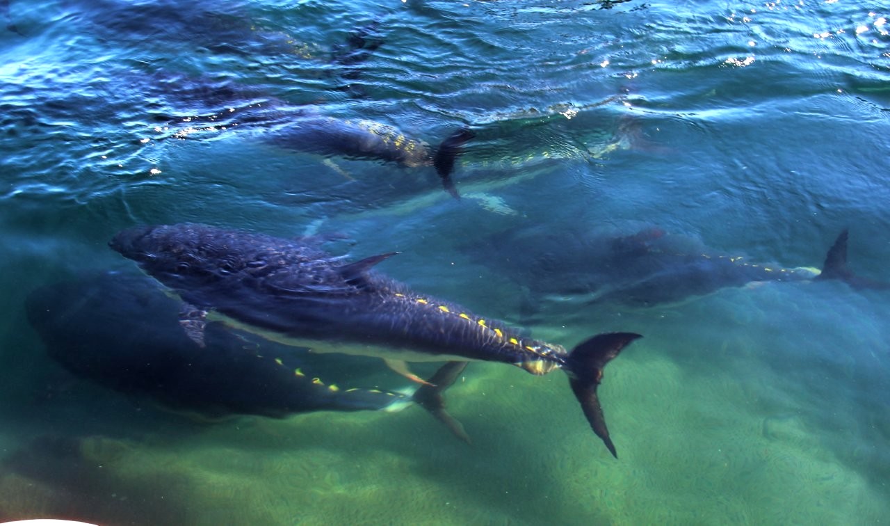 Tuna-Rabilho Target of clandestine fishing near the barrel frame