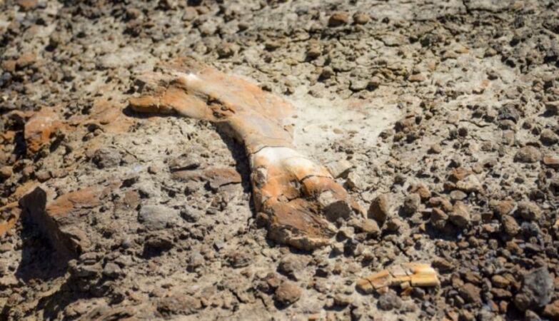 12 -year -old boy, who dreams of being a paleontologist, discovers dinosaur fossil 69 million years old while walking in Canada