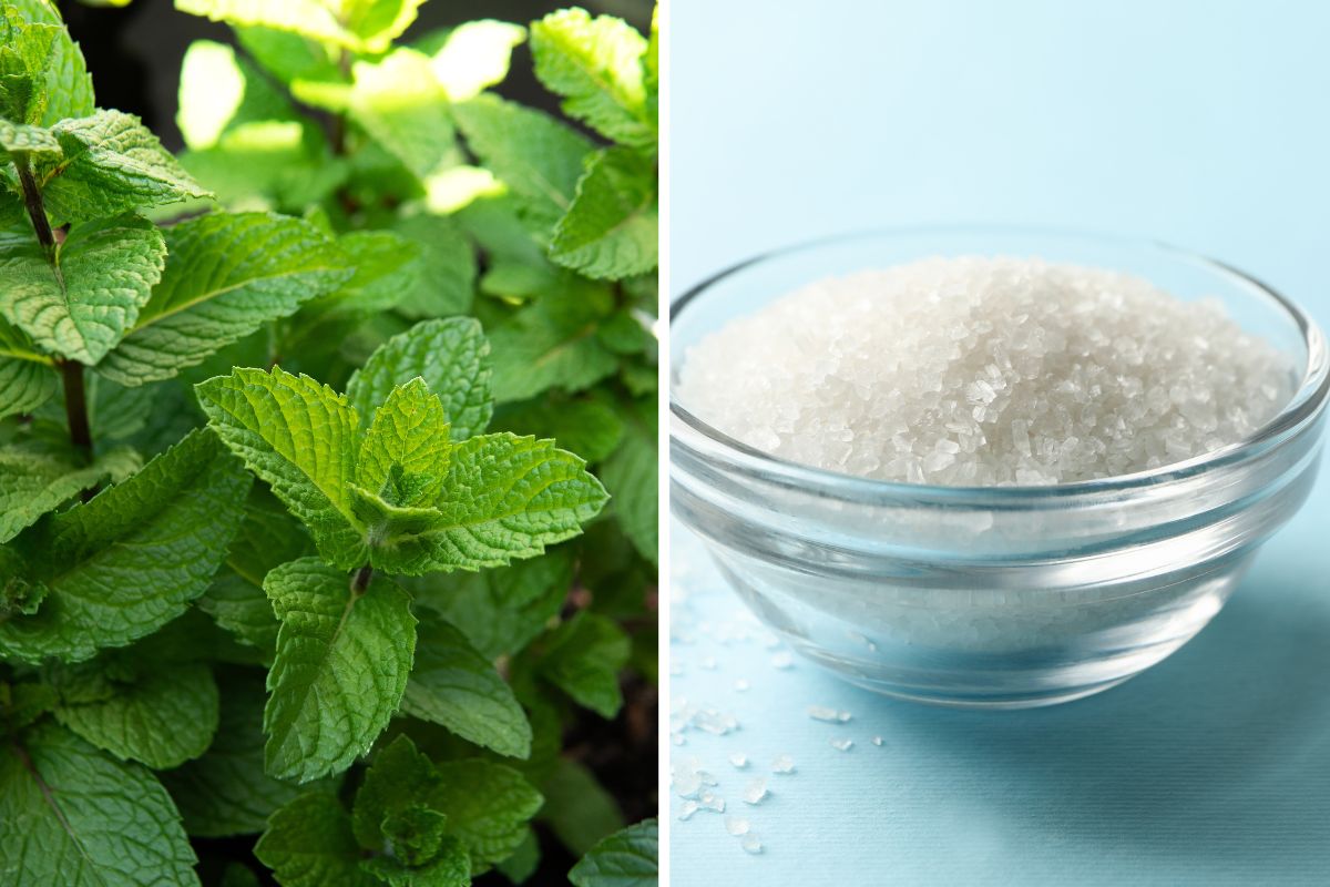 Scented bathroom 72 hours with salt & mint jar