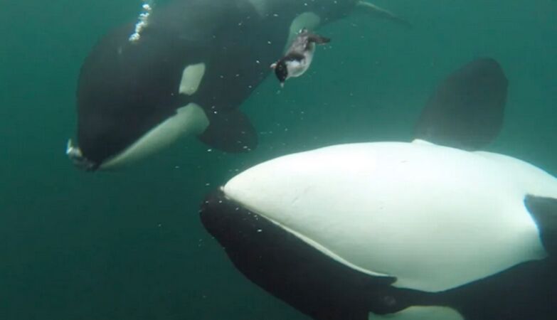 Killer orcas are offering food to humans. We can be manipulated