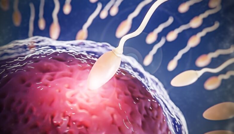 None of us was the fastest: the sperm race is a myth