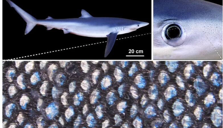 The strange skin of the teeth of the blue sharks allows them to change color to green and even gold