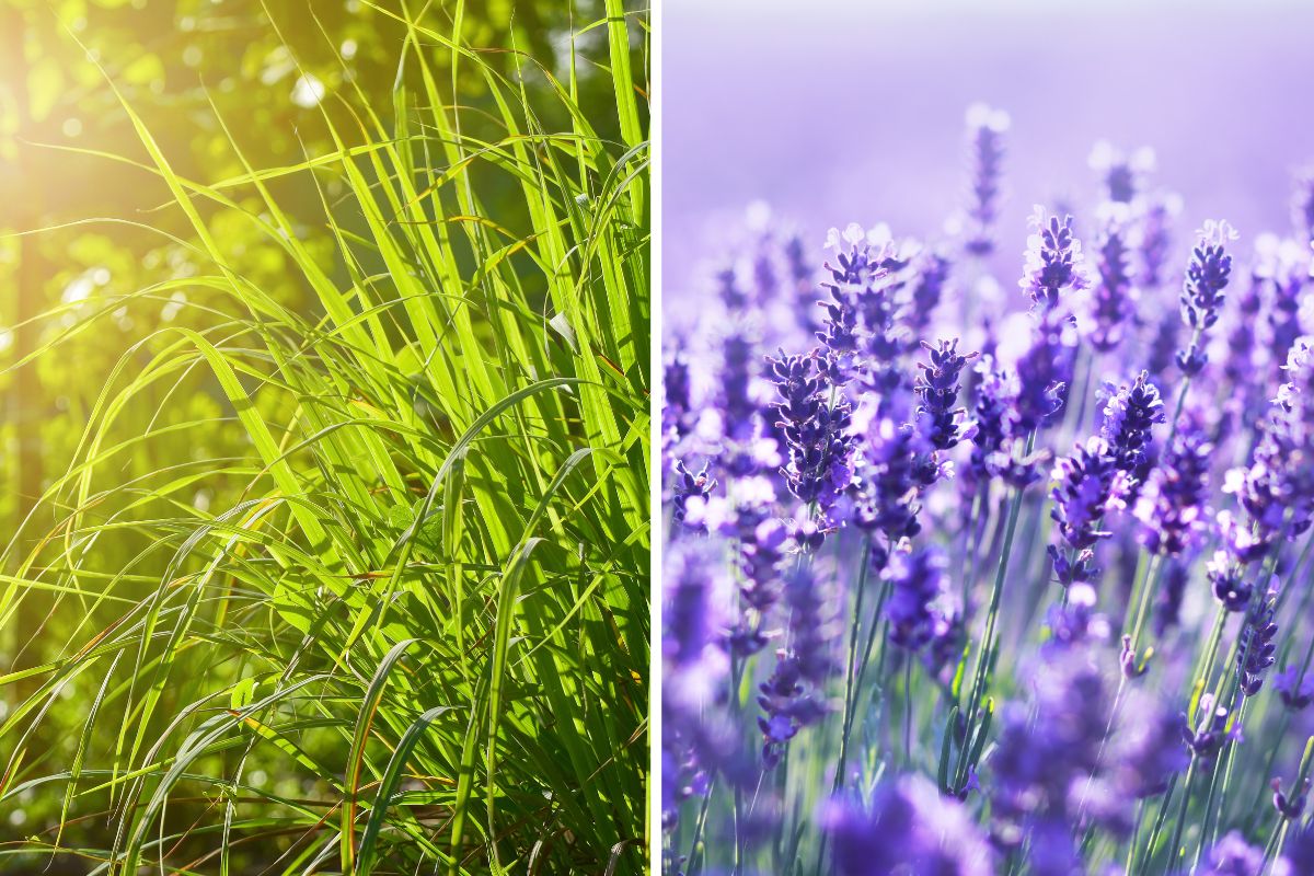 Summer garden plants without mosquitoes
