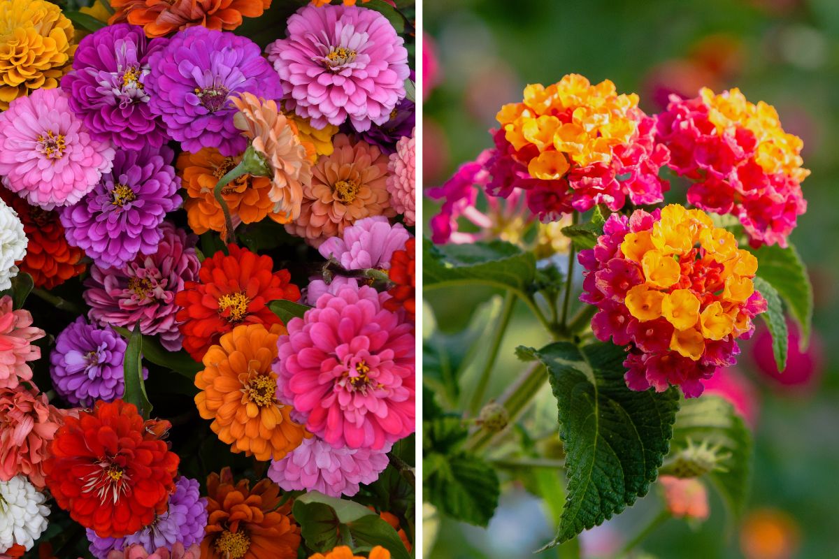 Summer flowers for colored balconies
