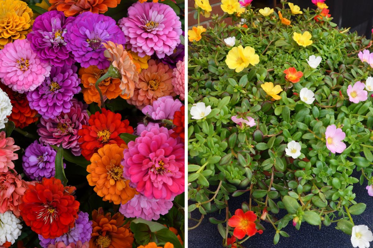 combinations of summer flowers for balconies