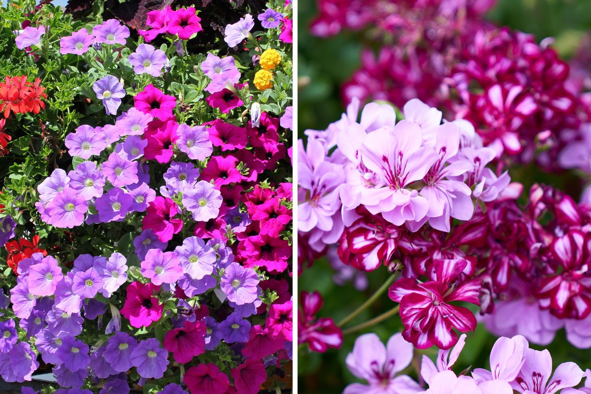 Summer flowers for colored balconies
