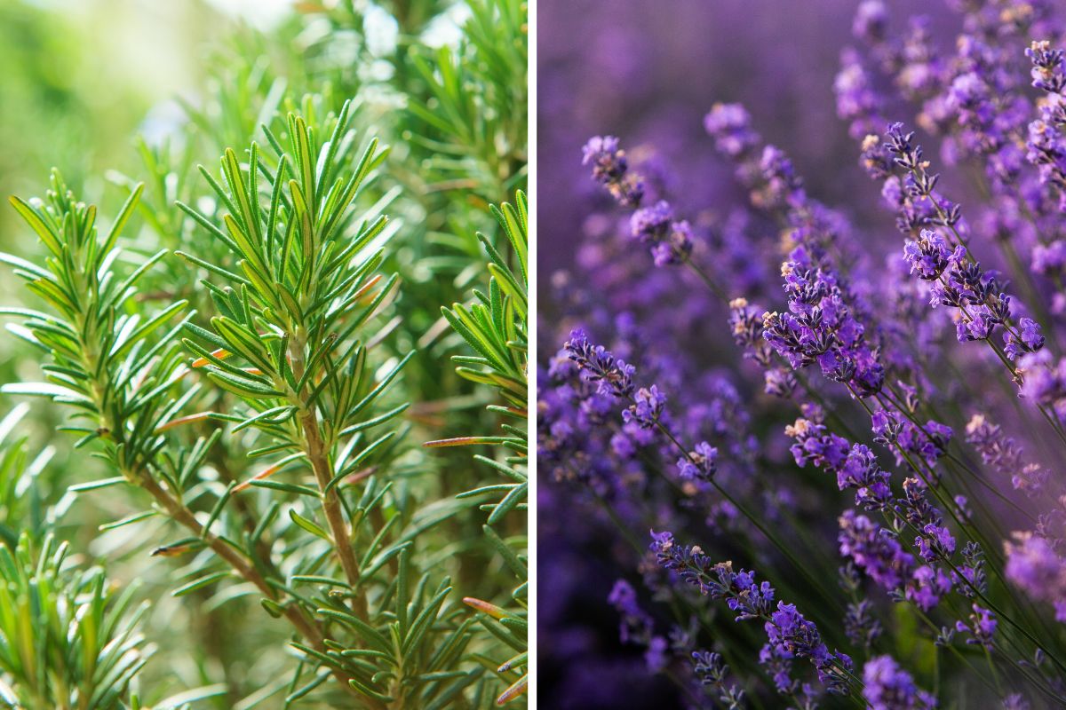multiply lavender and rosemary with summer cutting