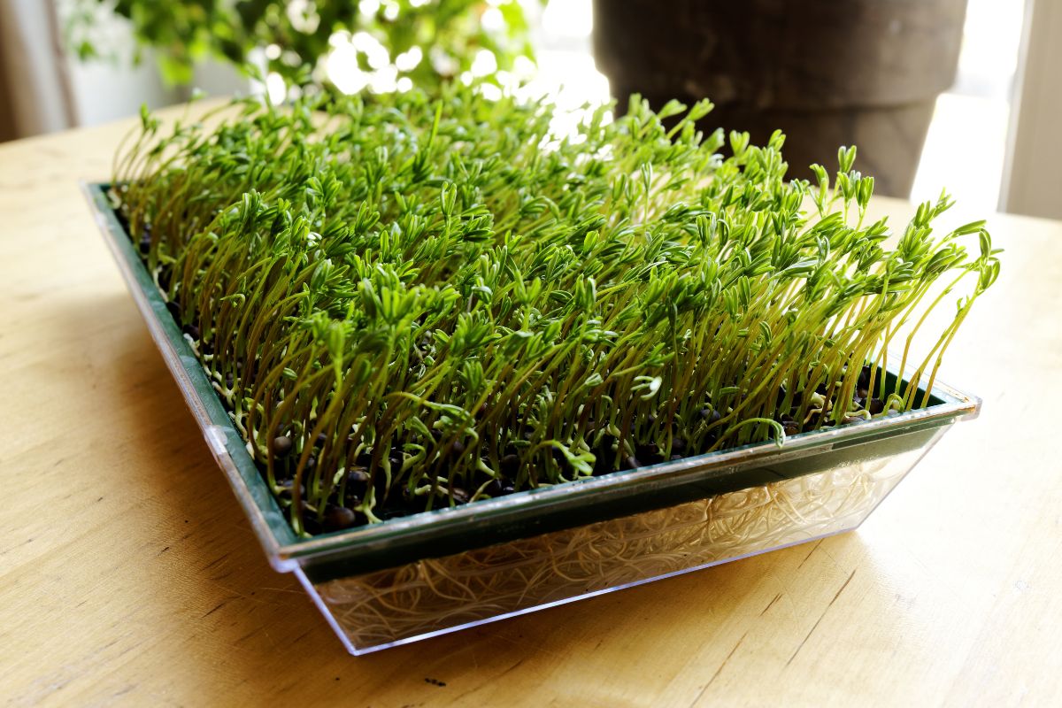 fertilize with sprouted lentils