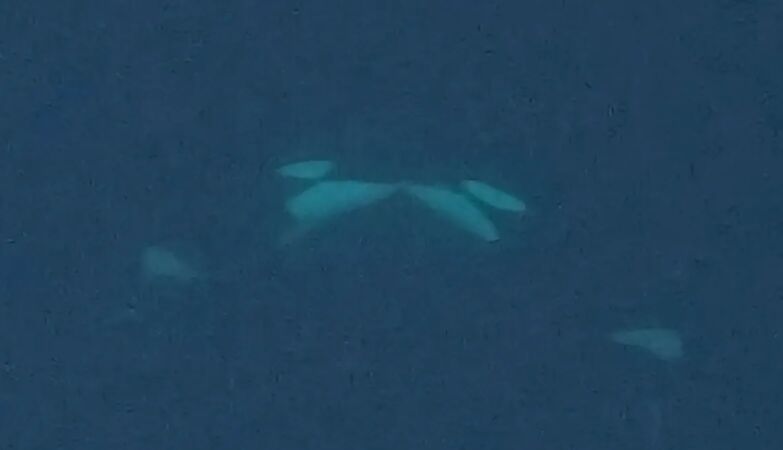 Orcas filmed to kiss (with languages) in nature for the first time