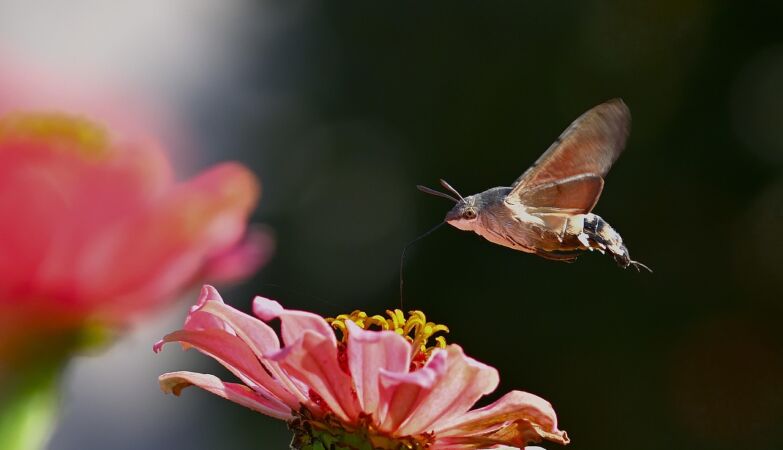 Animals react to the secret screams of plants. “There may be many interactions” between them