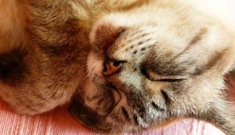 Cats sleep (almost) always on their left side. We already know why