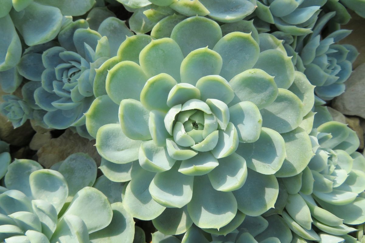 warm -resistant fatty plants