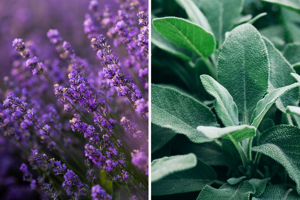 aromatic herbs for the balcony