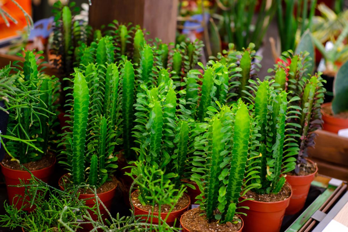 Resistant plants in summer heat