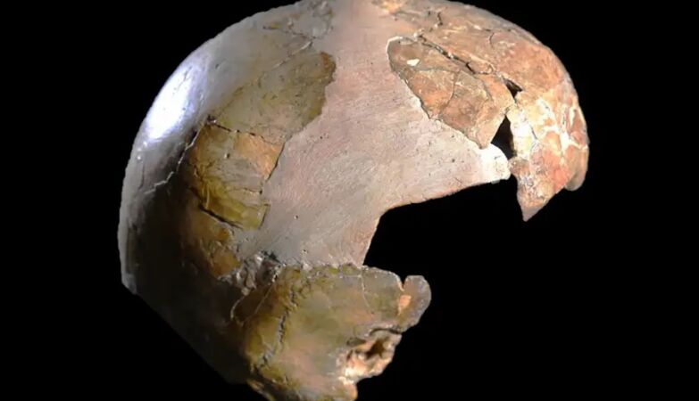 Uncovered “hybrid” skull that may have been the son of a homo sapiens with a Neanderthal