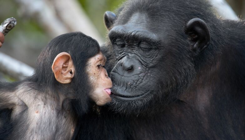 Mother there is only one: the chimpanzees agree with us
