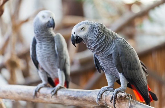 5 species of animals that are good mathematics