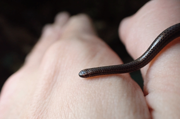 The smallest snake in the world has been lost to science for 20 years. Now it's back