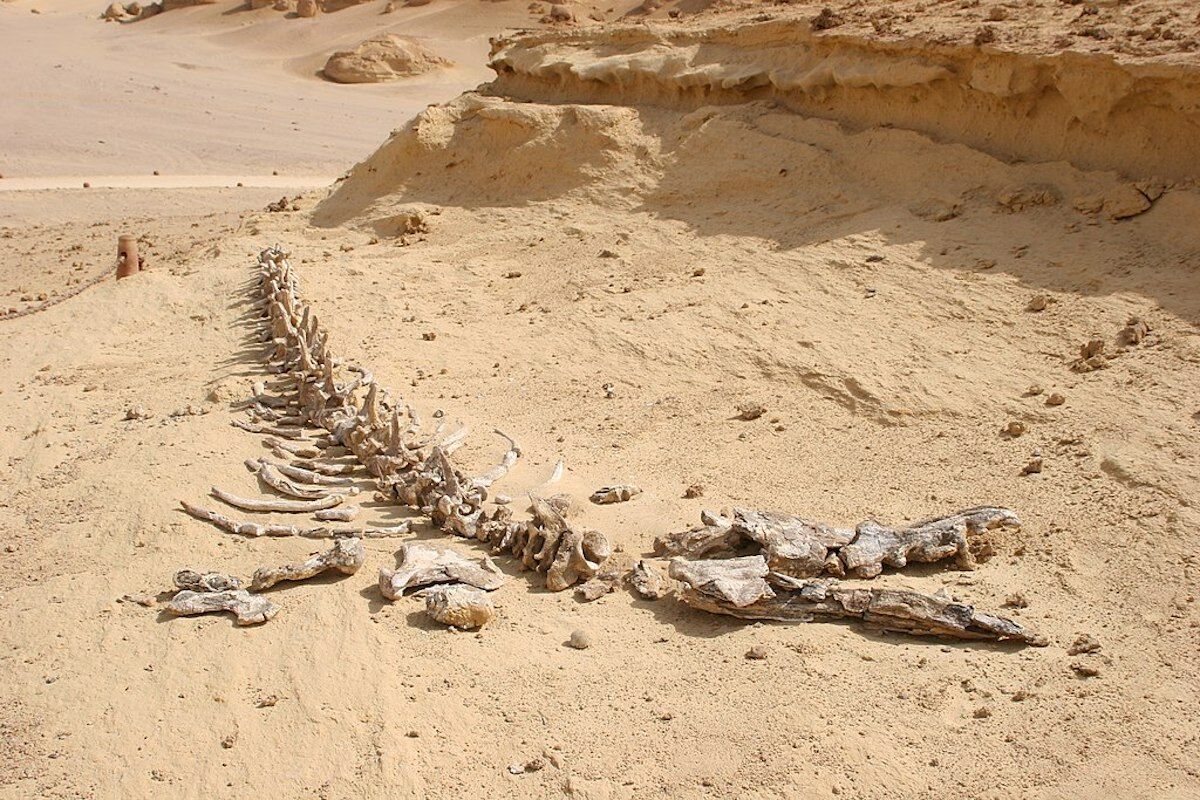 Whales cemetery in Sahara is one of the greatest evidence of evolution