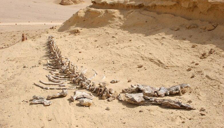 Whales cemetery in Sahara is one of the greatest evidence of evolution