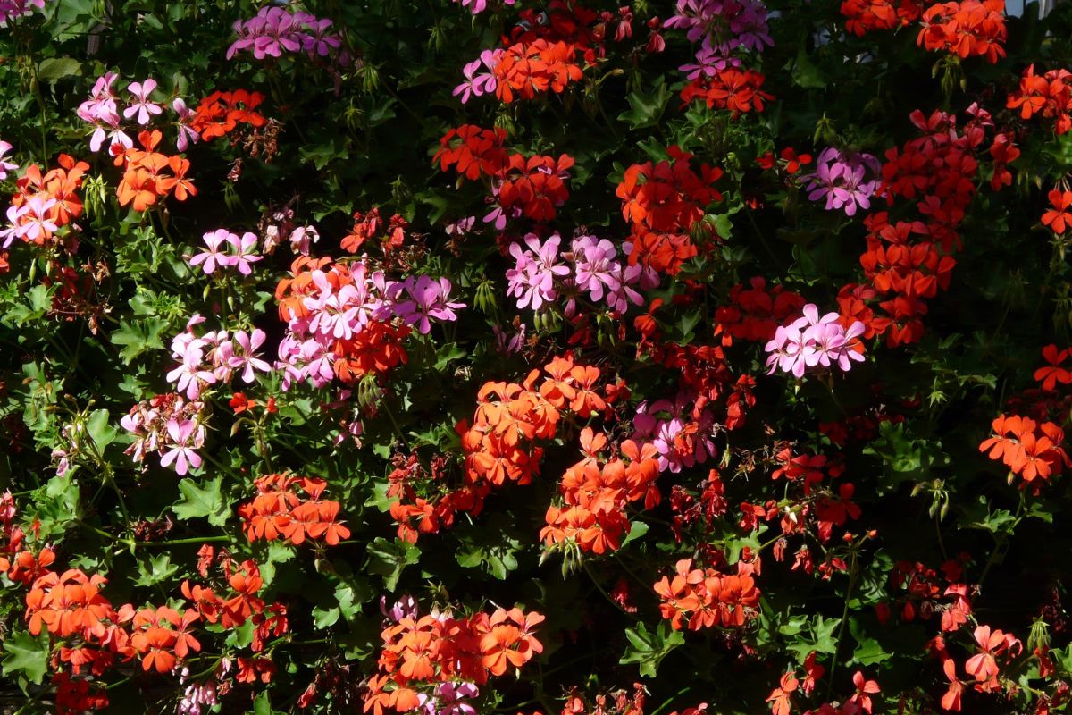 The flowers for balconies exposed to the south