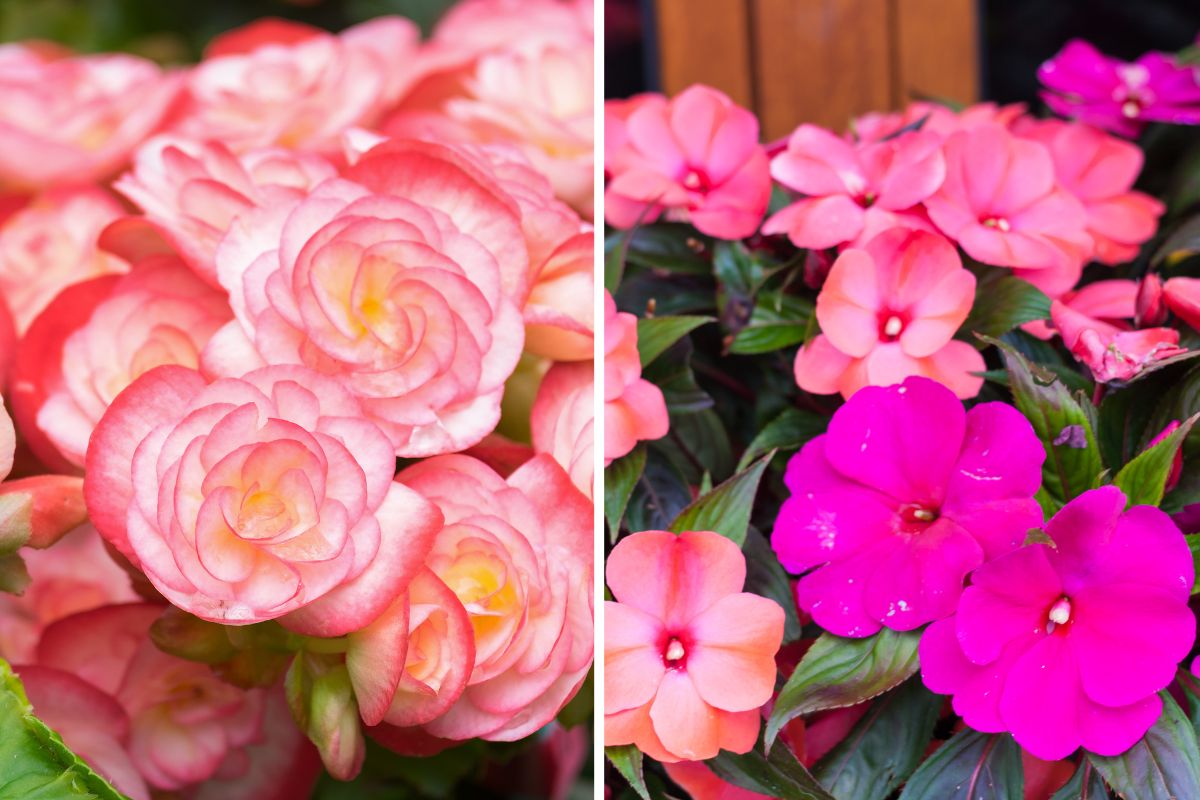 combinations of summer flowers for balconies