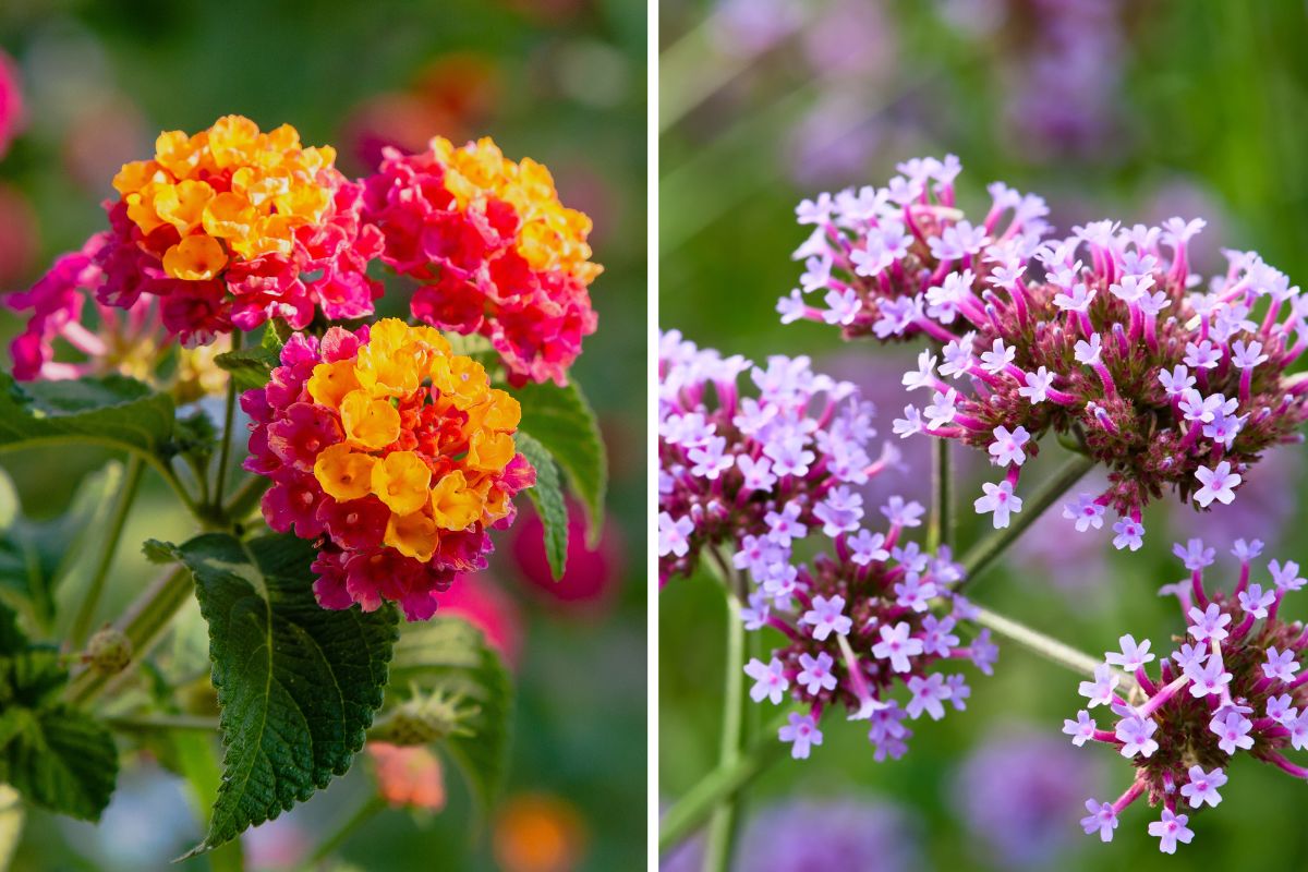 Summer flowers for colored balconies