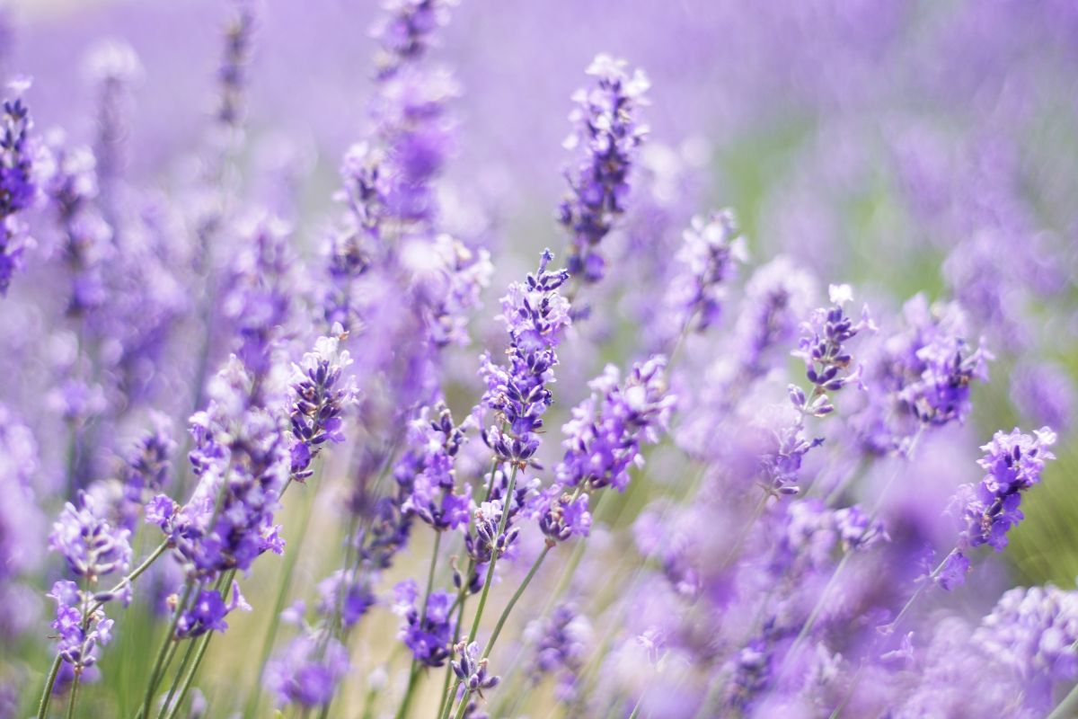 The most resistant flowers for balconies