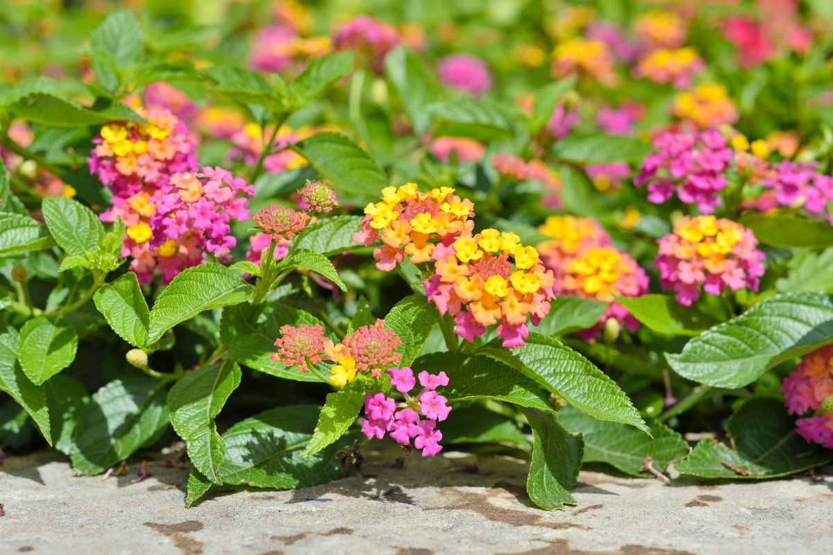 The most resistant flowers for balconies exposed to the south: choose from these