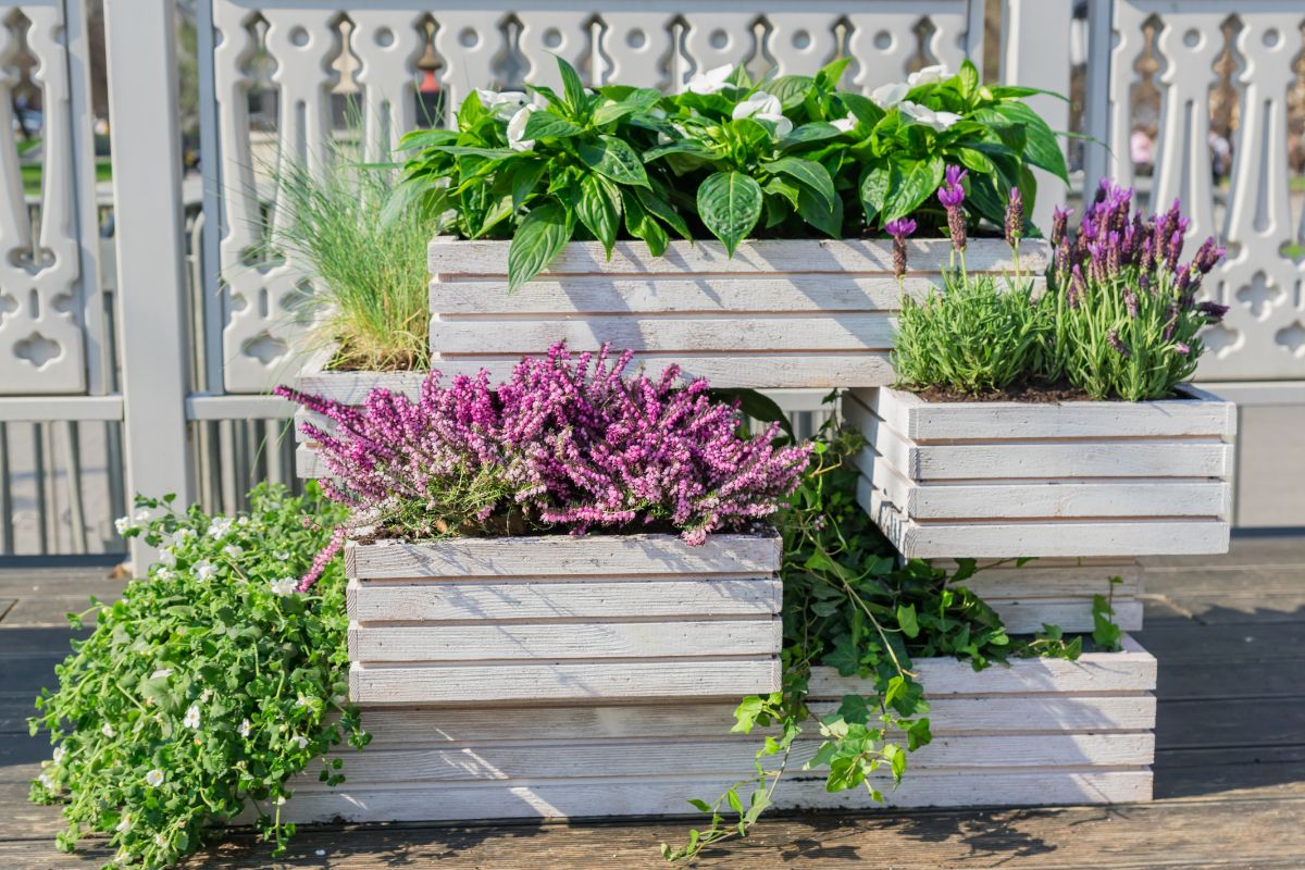 planters with wooden boxes