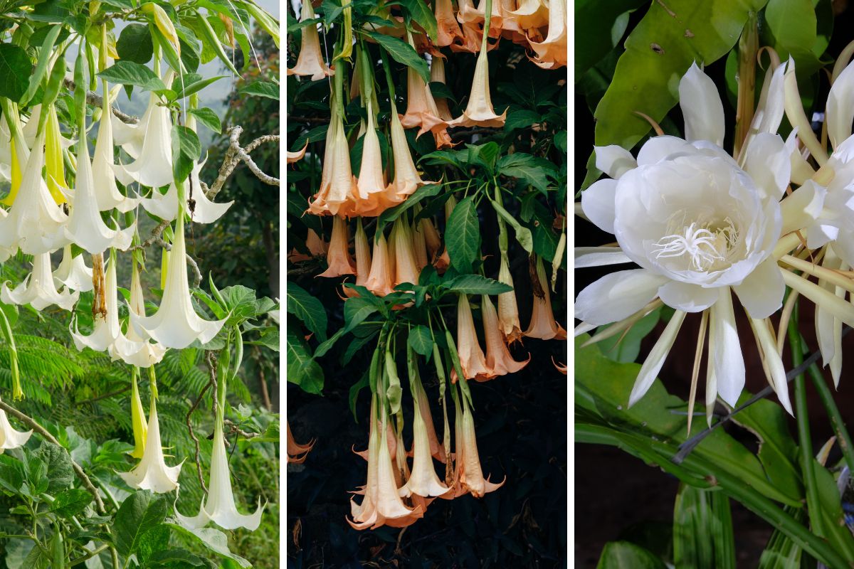 flowers that blossom at night