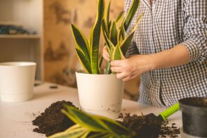 I pour potted flowers through a sieve and pour into a pot with Sansewieria! Nothing puts my SA ...