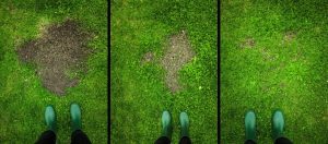 Beautiful and thick grass always after abundant rains, I reach for this powder and scattering on the lawn. Already after J ...