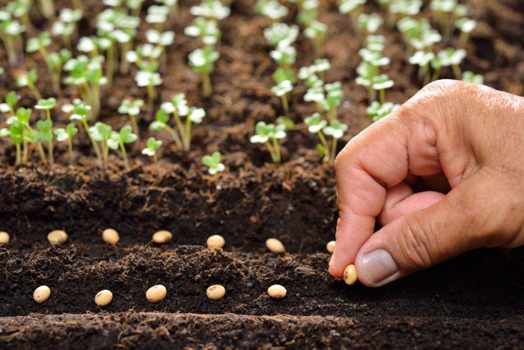 What vegetables to sow in July for a late harvest?