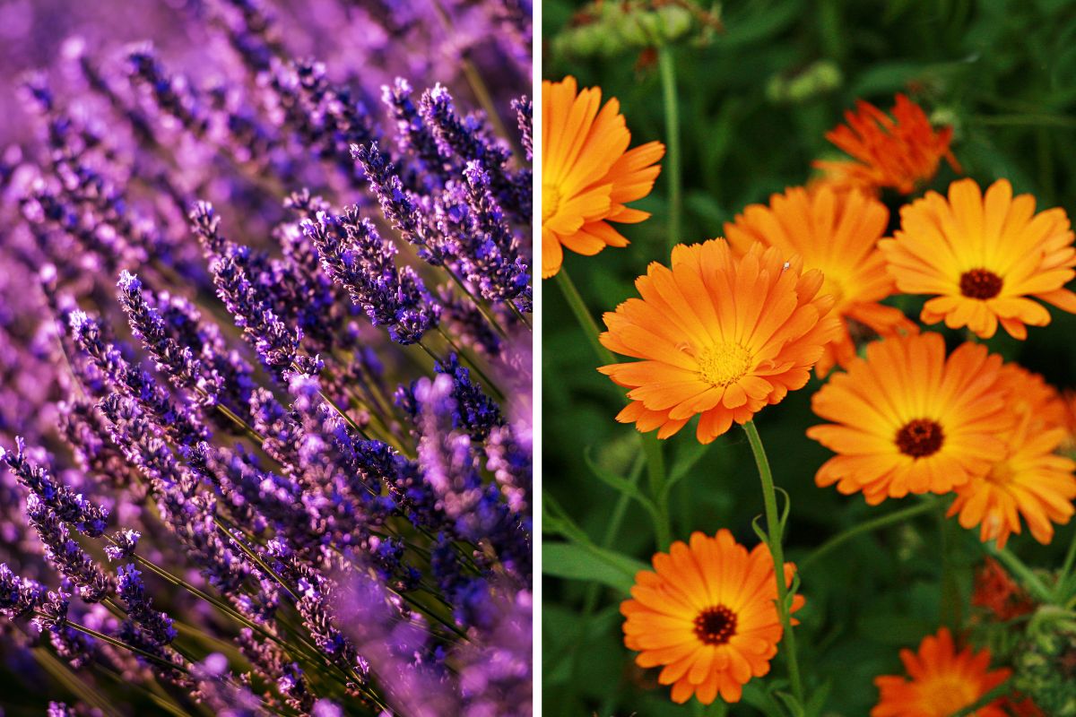 combinations of summer flowers for balconies